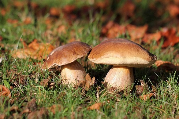 У Черкасах виявили випадки отруєння грибами: серед постраждалих - 2-річна дитина