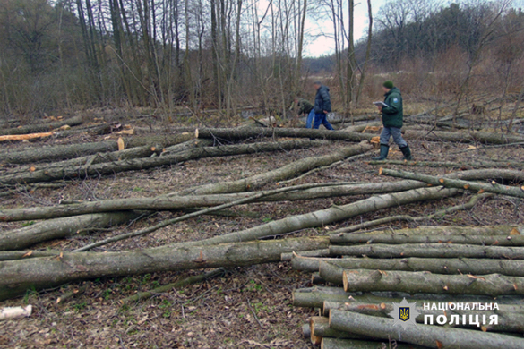 На Черкащині директор підприємств вирубав дерев на 2,5 млн гривень (ФОТО)