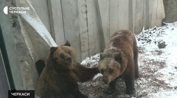 Плавають та радіють снігу: у черкаському зоопарку показали ведмедів, які прокинулися після сплячки (ВІДЕО)