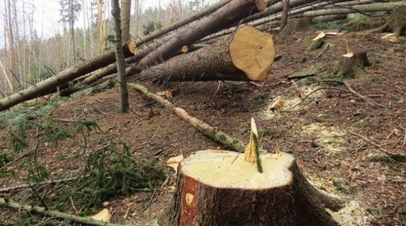 За незаконну порубку дерев перед судом постане житель Звенигородщини