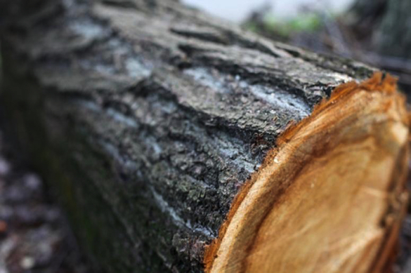 На Черкащині засудили старосту одного з сіл за самовільну порубку дерев