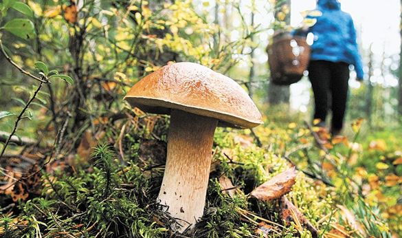 На Черкащині четверо людей отруїлися грибами