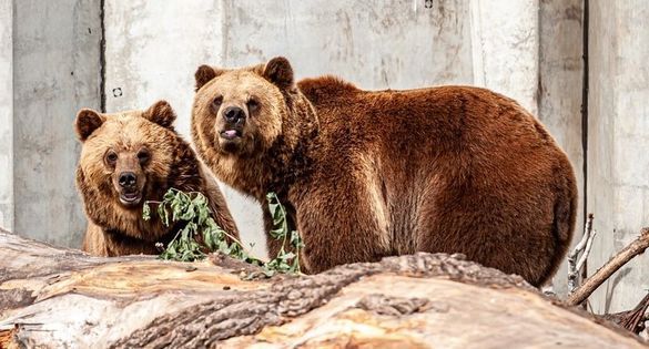 У черкаському зоопарку тимчасово не буде ведмедів