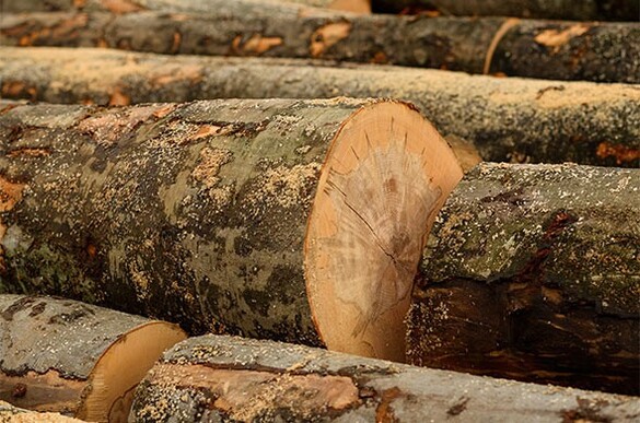 Лісові господарства Черкащини перейшли на електронні лісорубні квитки