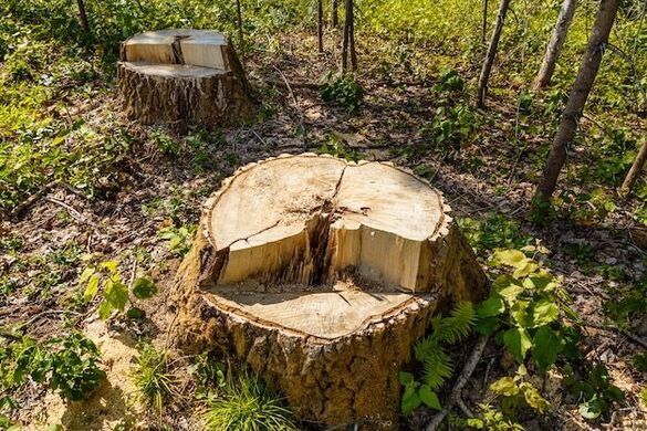 На Уманщині чоловік, який самовільно позрізав дерева, сплатить 17 тисяч штрафу
