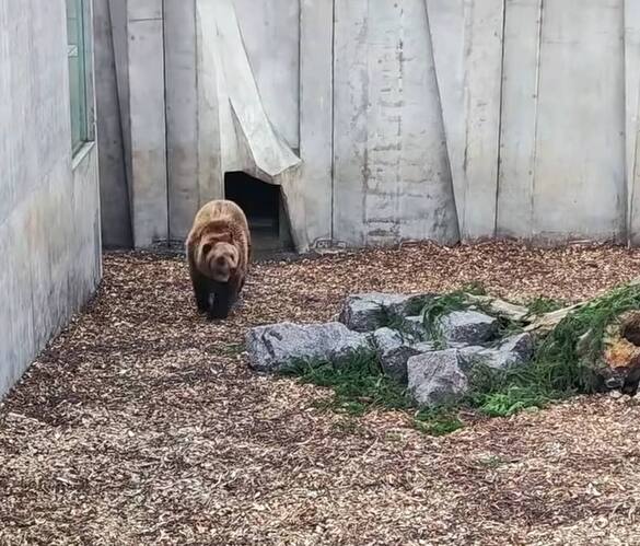 Відчувають весну: у черкаському зоопарку після зимової сплячки прокинулись ведмеді