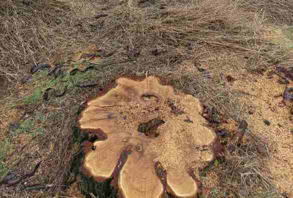 На Черкащині невідомі незаконно зрубали дерева та завдали збитків державі на майже 4 мільйони