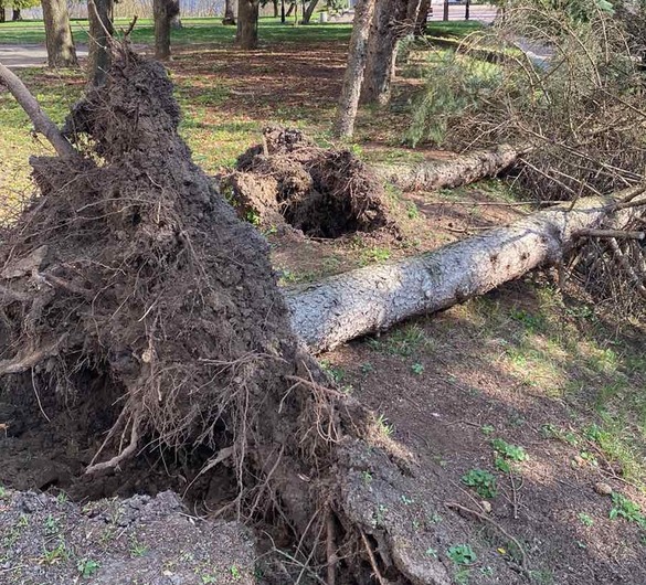 У Каневі внаслідок негоди з коренем вирвало дерева
