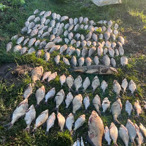 На Звенигородщині браконьєри сітками наловили риби на понад 200 тисяч