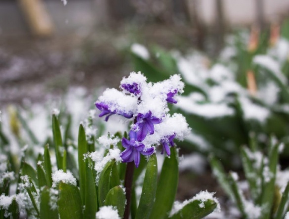 На Черкащині буде зміна погоди: можливі заморозки та сніг