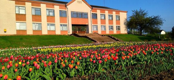 На Черкащині зацвіли більше сотні тюльпанів (ФОТО)