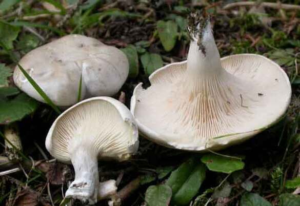 У Черкаському районі зареєстрували перший випадок отруєння грибами