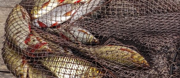 На Черкащині браконьєри завдали збитків рибному господарству на півтора мільйони